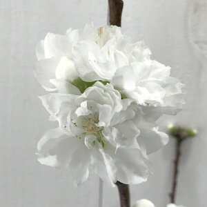 ԓ c Ǝ () 12cm|bgc Ă ͂Ȃ c ni gv