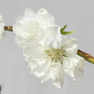 ԓ c cႵij 12cm|bgc 񂹂 ͂Ȃ c ni gv