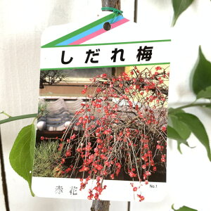 Ԕ~ c ~ () 12cm|bgc ͂Ȃ c niE gv