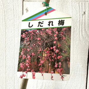 Ԕ~ c ~ (sN) 12cm|bgc ͂Ȃ c niE gv