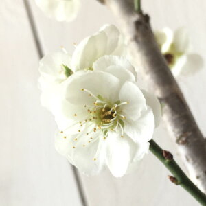 Ԕ~ c ~ () 12cm|bgc ͂Ȃ c niE gv