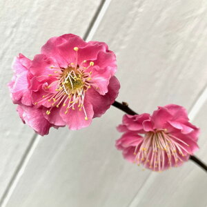 Ԕ~ c dg () 12cm|bgc ₦񂱂 ͂Ȃ c niE gv