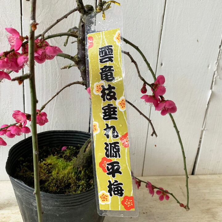 楽天市場 花梅 苗木 雲柳枝垂源平梅 13 5cmポット苗 はなうめ 苗 ハナウメ 苗通販店 ぐりーんべりぃ