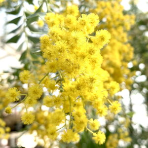 ~U c Opt 12cm|bgc 3Nc ~U c gv