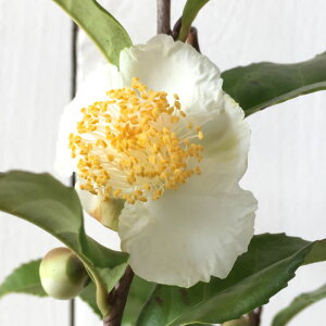  c Mk 12cm|bgc Ԃ c gv