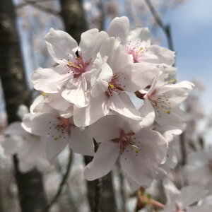  c ]˔ފ 12cmO|bgc ǂЂ  c TN gv