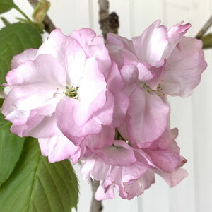  c \ 12cmO|bgc ӂ낭  c TN gv