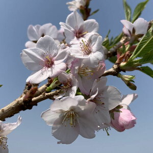  c a 12cmO|bgc Ă΂  c TN gv