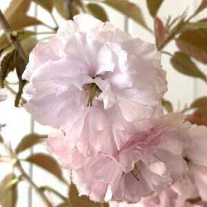  c Ԑߍ 12cmO|bgc ͂Ȃ߂  c TN gv