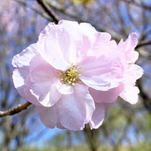  c t 12cmO|bgc 悤  c TN gv