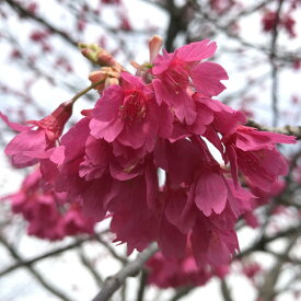 桜 苗木 寒緋桜 12cmロングポット苗 かんひざくら さくら 苗 サクラ gv