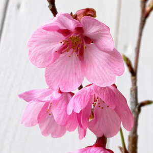  c  12cmO|bgc ݂т  c TN gv