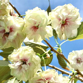 桜 苗木 須磨浦普賢象 12cmロングポット苗 すまうらふげんぞう さくら 苗 サクラ gv