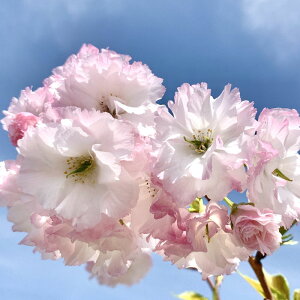  c  12cmO|bgc 傤  c TN gv