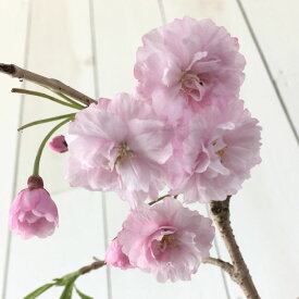 桜 苗木 八重紅枝垂 12cmロングポット苗 やえべにしだれ しだれ桜 さくら 苗 サクラ gv