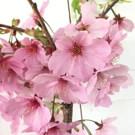 桜 苗木 陽光桜 12cmロングポット苗 ようこうざくら さくら 苗 サクラ gv