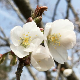 桜 苗木 山桜 12cmロングポット苗 さくら 苗 サクラ gv