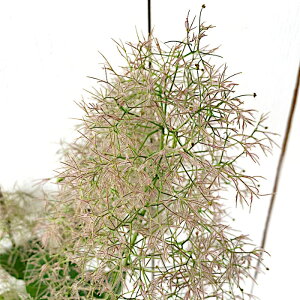 X[Nc[ c sN{[ 13.5cm|bgc 3Nc X[Nc[ c gv