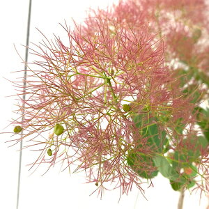 X[Nc[ c sNGWF 13.5cm|bgc 3Nc X[Nc[ c gv