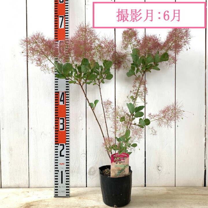 楽天市場】スモークツリー 苗木 ピンクエンジェル 13.5cmポット苗 3 