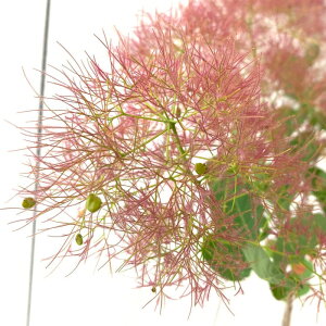 X[Nc[ c sNGWF 13.5cm|bgc 3Nc X[Nc[ c gv