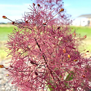 X[Nc[ c O[X 13.5cm|bgc 3Nc X[Nc[ c gv