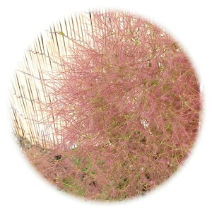 X[Nc[ c t[ 13.5cm|bgc 3Nc X[Nc[ c gv