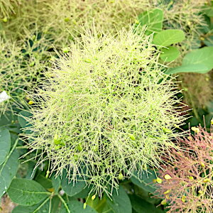 X[Nc[ c O[t@Ee 13.5cm|bgc 3Nc X[Nc[ c gv