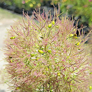 X[Nc[ c OfB 13.5cm|bgc 3Nc X[Nc[ c gv