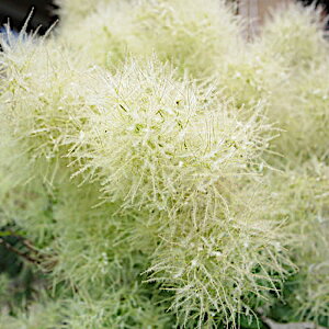 X[Nc[ c O[{[ 13.5cm|bgc 3Nc X[Nc[ c gv