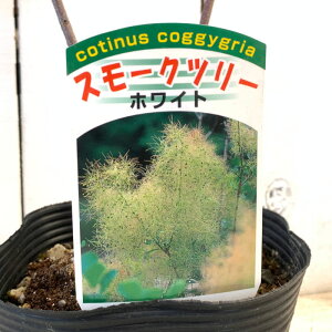 X[Nc[ c zCg{[ 13.5cm|bgc 3Nc X[Nc[ c gv