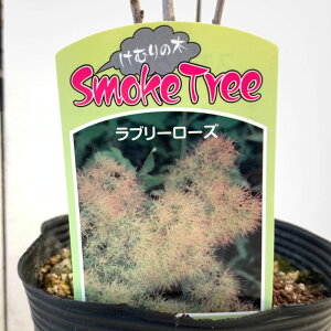 X[Nc[ c u[[Y 13.5cm|bgc 3Nc X[Nc[ c gv