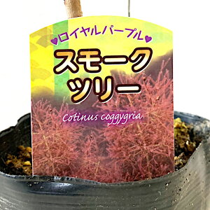 X[Nc[ c Cp[v 13.5cm|bgc 3Nc X[Nc[ c gv