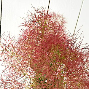 X[Nc[ c gr[ 13.5cm|bgc 3Nc X[Nc[ c gv