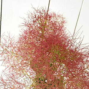 X[Nc[ c gr[ 13.5cm|bgc 3Nc X[Nc[ c gv