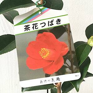  c ̐^ 13.5cm|bgc coL c ΂