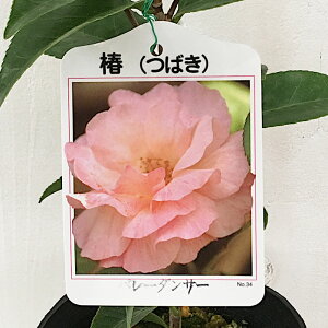  c oG_T[ 13.5cm|bgc o[_T[ coL c ΂ gv