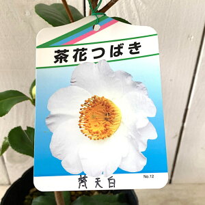  c V 13.5cm|bgc ڂĂ񂶂 coL c ΂