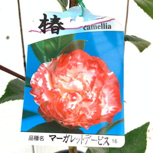  c }[KbgfrX 13.5cm|bgc }[Kbgf[rX coL c ΂ gv