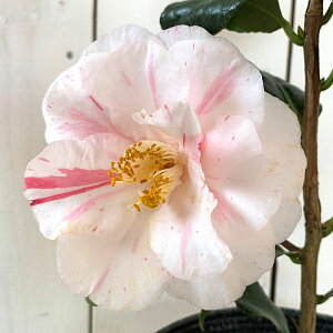  c ]ˋ 13.5cm|bgc coL c ΂