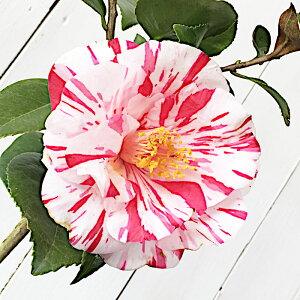  c ڈ΋ 13.5cm|bgc 3Nc ɂ coL c ΂ gv