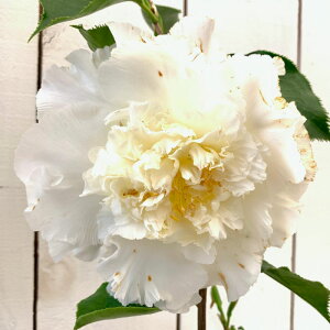  c GKXVy 13.5cm|bgc GKXVy[ coL c ΂ gv