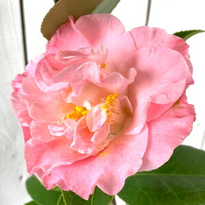  c t@C[_X 13.5cm|bgc coL c ΂ gv