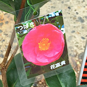  c ԕyM 13.5cm|bgc ԕxM ͂Ȃӂ coL c ΂