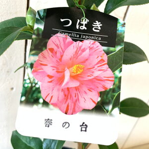  c t̑ 13.5cm|bgc coL c ΂