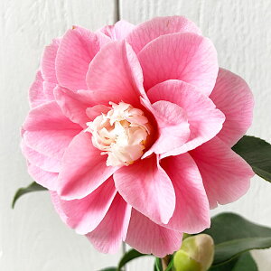  c H 13.5cm|bgc Ђ炢Ƃ΂ coL c ΂ gv