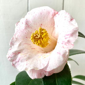 楽天市場 玉椿 種類 植物 ツバキ 花 ガーデン Diy の通販