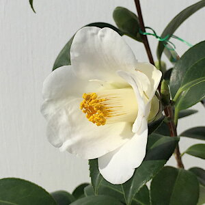  c x 13.5cm|bgc イ΂ coL c ΂ gv