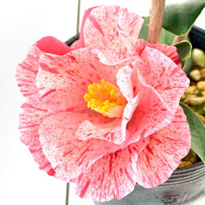  c  13.5cm|bgc ɂ coL c ΂ gv