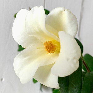  c ˂ 13.5cm|bgc coL c ΂